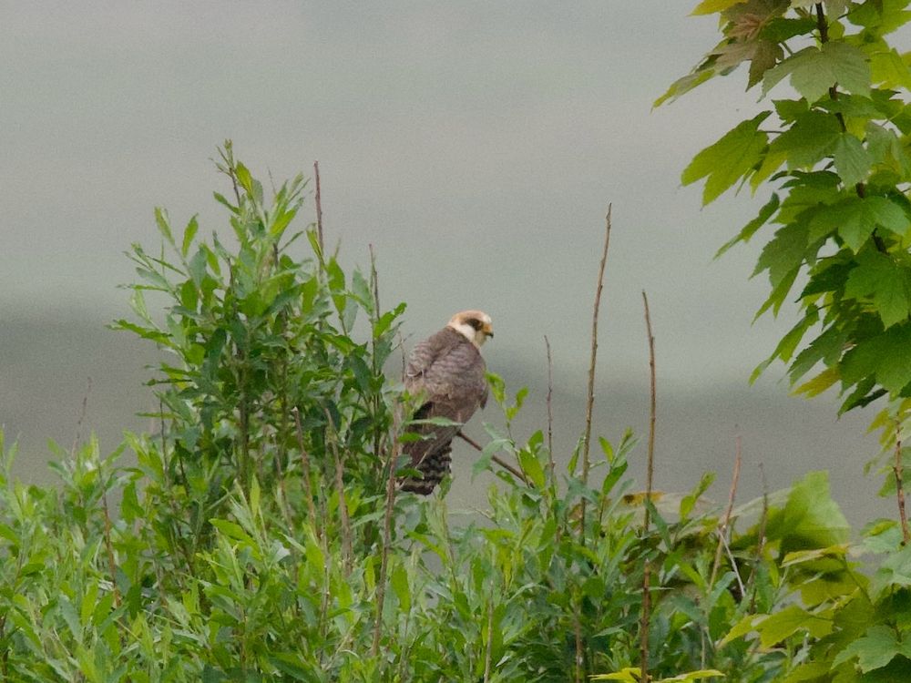 Red-footed falcon- Swinister burn 