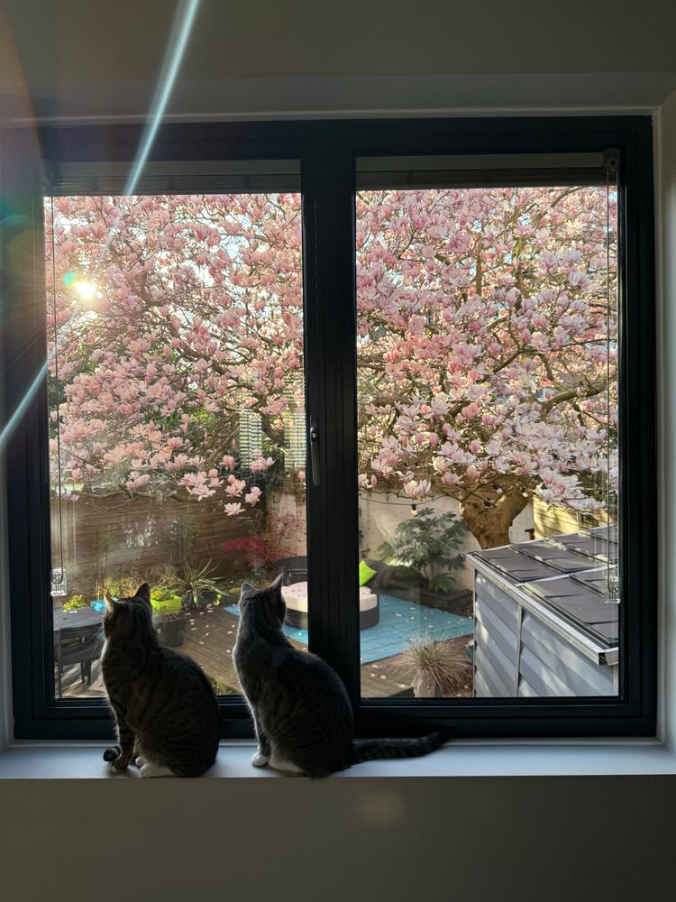 A window frame looking over a pink magnolia in full blossom, with two cats watching it from the window cill.