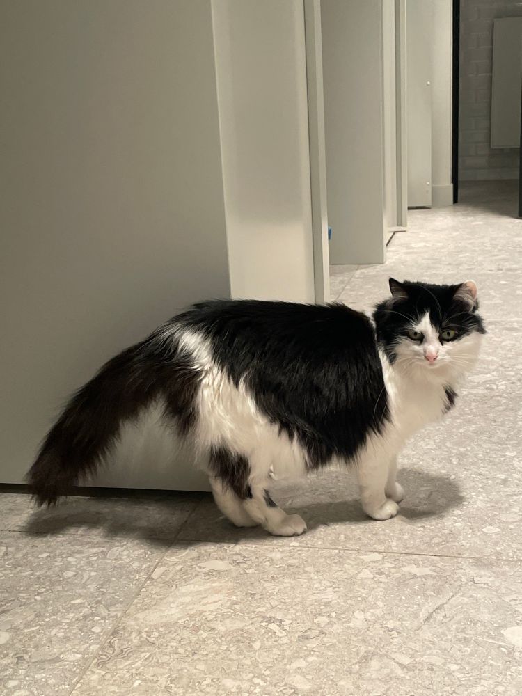 picture of an extremely cute and elegant black and white cat