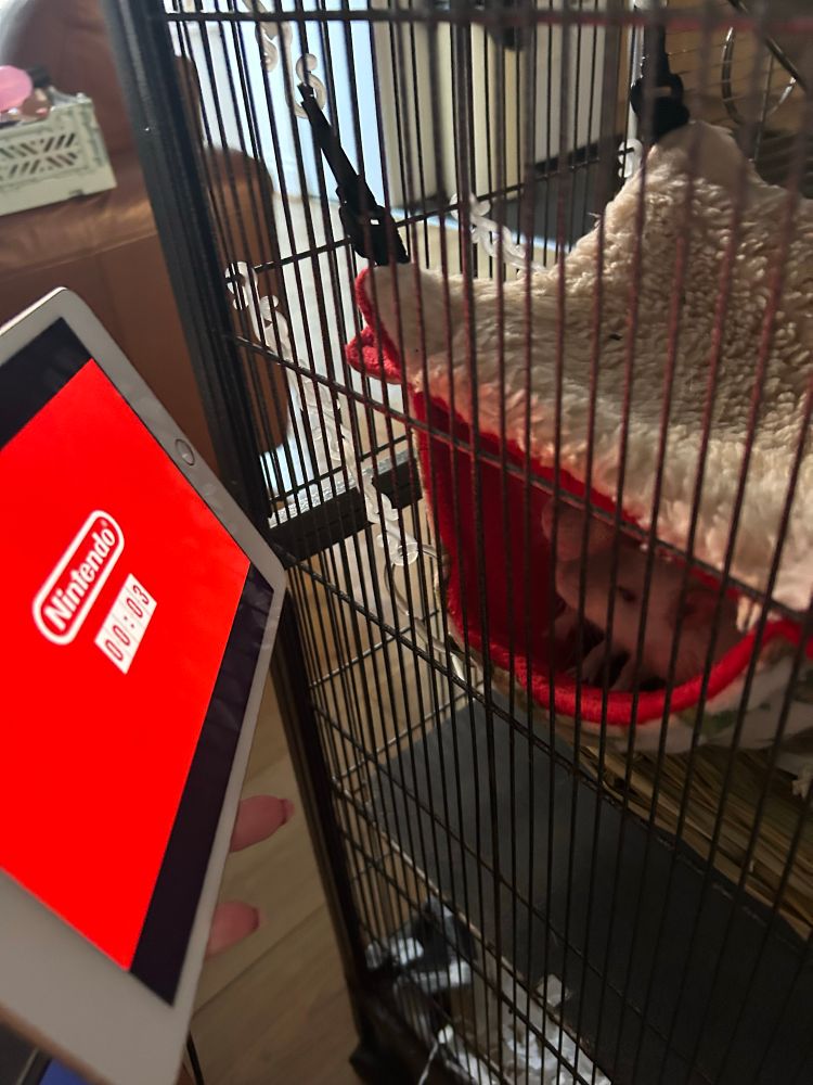 Two cute rats watching the Nintendo Direct