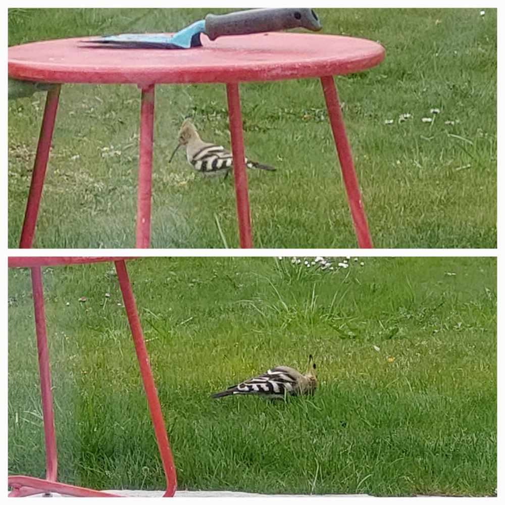 Ein Wiedehopf mit braun-schwarz-weißem Gefieder und Kamm auf dem Kopf)