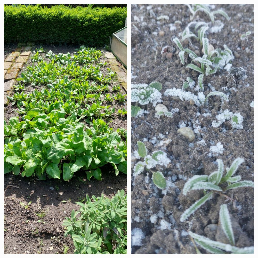 Spinach, growing from seeds in December to today's leaves