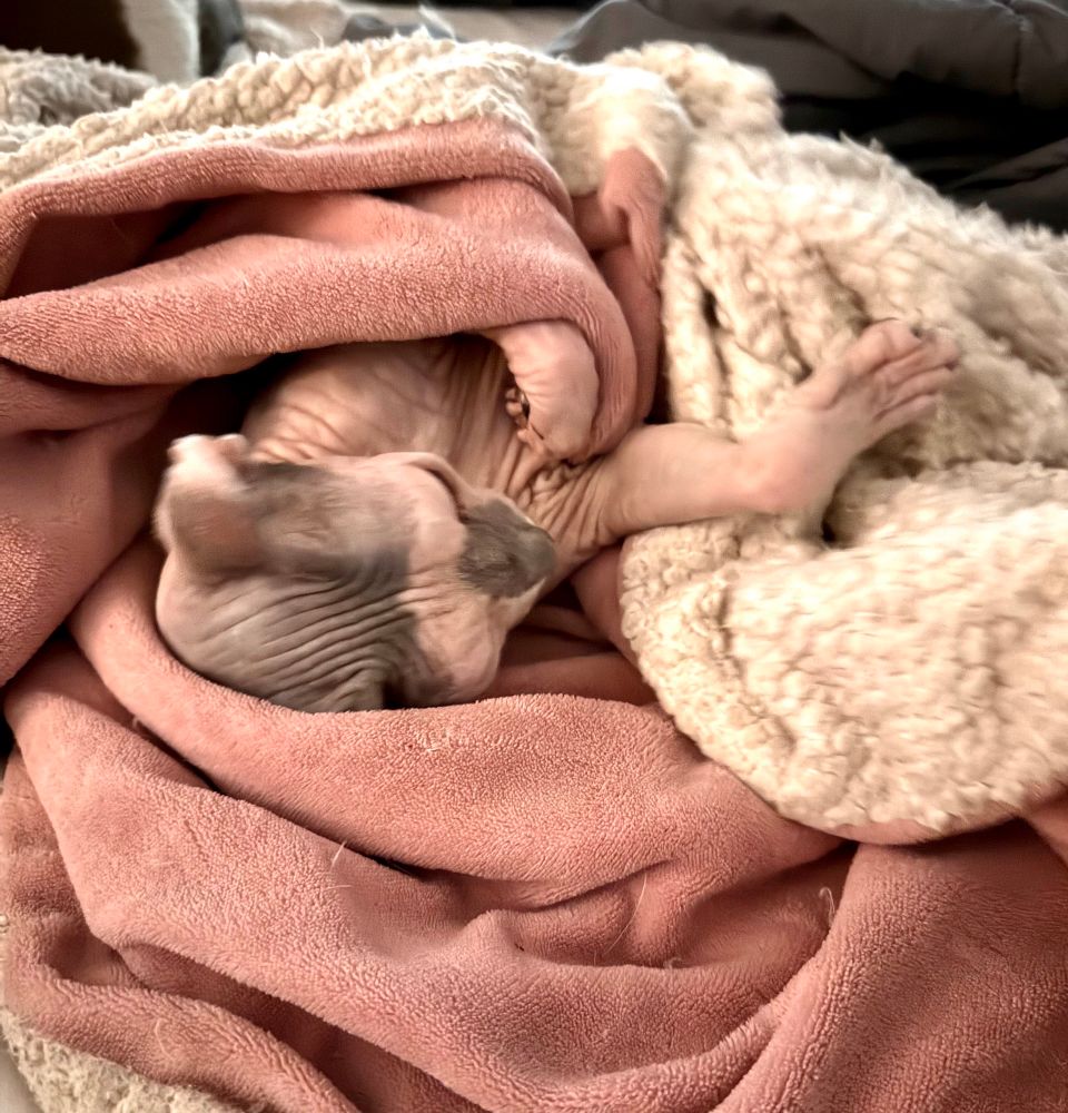 Sphynx cat wrapped in a pink blanket stretching his paws