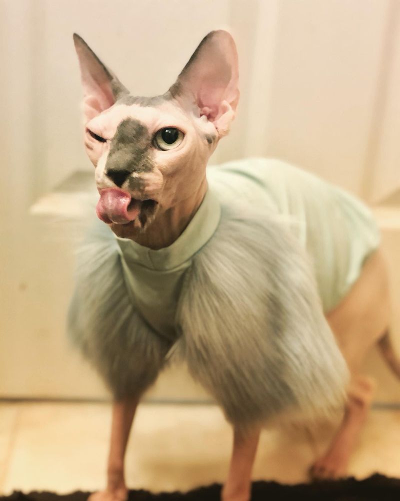 Sphynx cat winking with tongue out, wearing a shirt with faux fur sleeves 