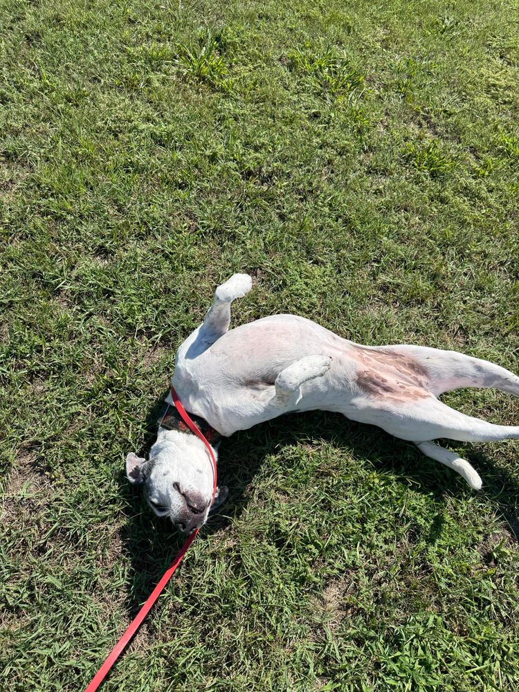 Upside-down mutt dog in the grass