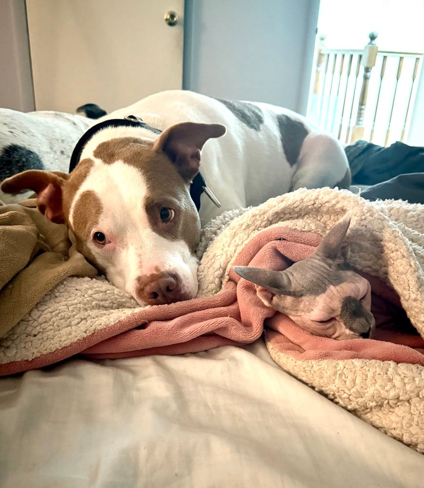 White and brown bully dog, looking thoughtful, lying down next to a sleeping sphynx cat wrapped in a blanket 