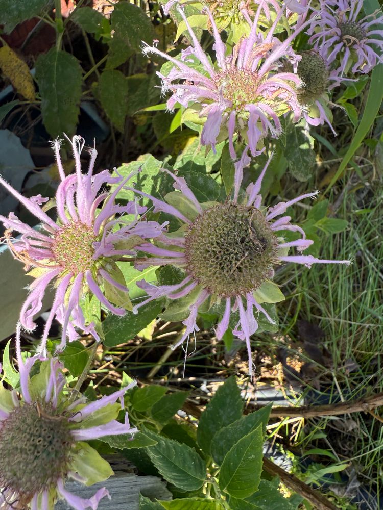 Beebalm