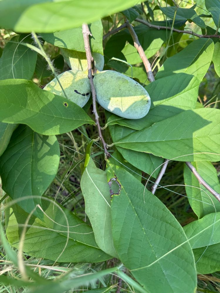 Pawpaw tree with unripe fruit