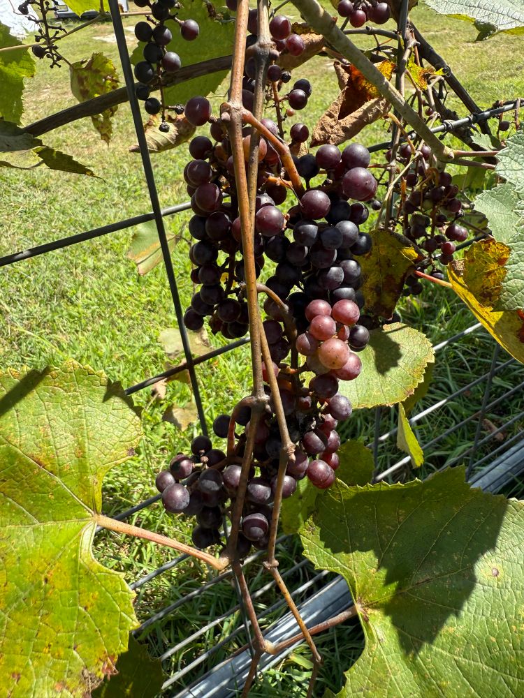 Fox grape