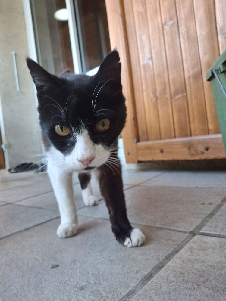 C'est un chat, il est noir et blanc et c'est lui le roi, il le sait.