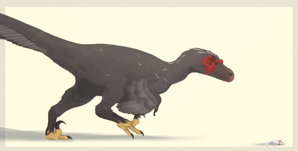 A full body illustration of a velociraptor imagined as a Muscovy duck. He is pictured looking down and stalking slowly towards a toy mouse in front of him.