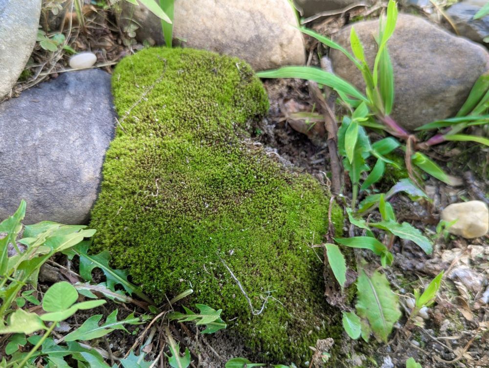 Plush green moss growing between some river rocks. Some little weeds are crowding around it