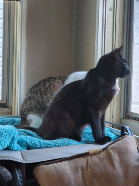 A black cat (Darmok) and a white cat (Nebula) both twist their heads at the same time to look past the camera. 