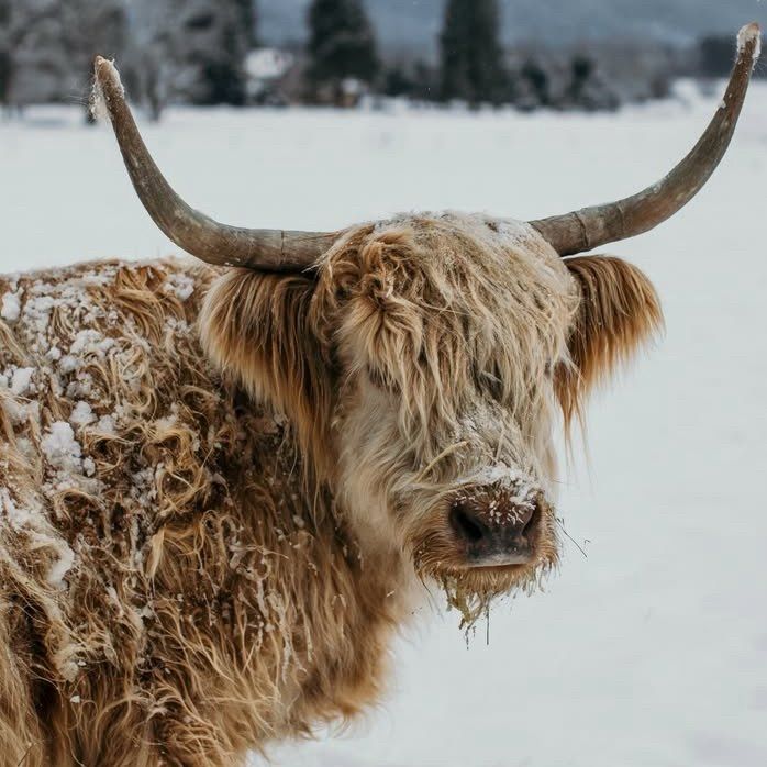 Golden highland cow in the the snow