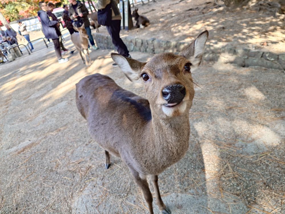 a deer