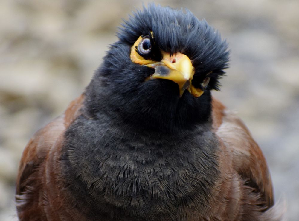 Close-up portrait shot of a common/Indian myna (Acridotheres tristis). It's mostly front-facing and looking directly at the camera, though its head is slightly tilted in an almost quizzical manner. The brown and black feathers are contrasted with the bird's bright yellows around its eyes and beak. Taken at the Garden of Eden Arboretum.