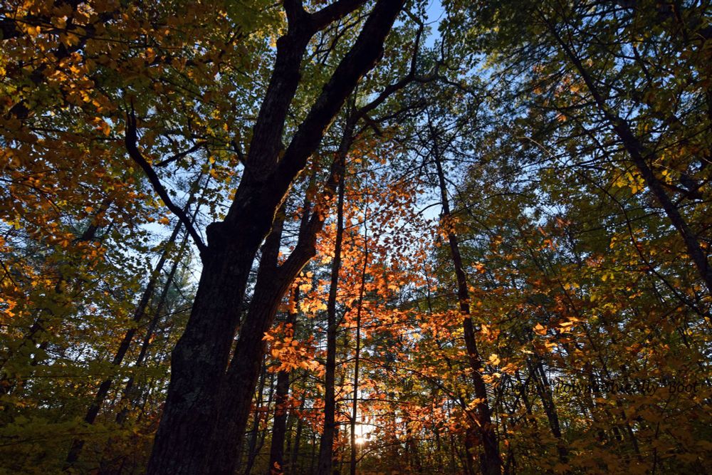 A wide-angle shot of a thicket of trees. The golden hour sun is in the lower center, casting a reddish orange glow through the trees, illuminating the thick canopy of red, orange, and yellow leaves in the foreground. Two large trunks are off center to the left, which are mostly in silhouette due to the sunlight coming from behind them. Taken somewhere around 418 North Ashland Road.