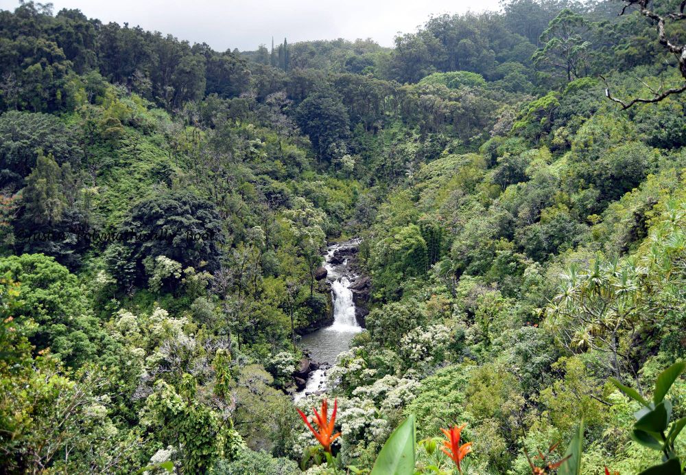 Landscape shot of Puohokamoa Falls, taken at Garden of Eden Arboretum on The Road To Hana. The shot was taken from a cliff overhead, with the falls in the distant center, surrounded by dense rainforest foliage. Everything is in a natural, rich green hue... Except for the orange two birds of paradise flowers in the foreground.