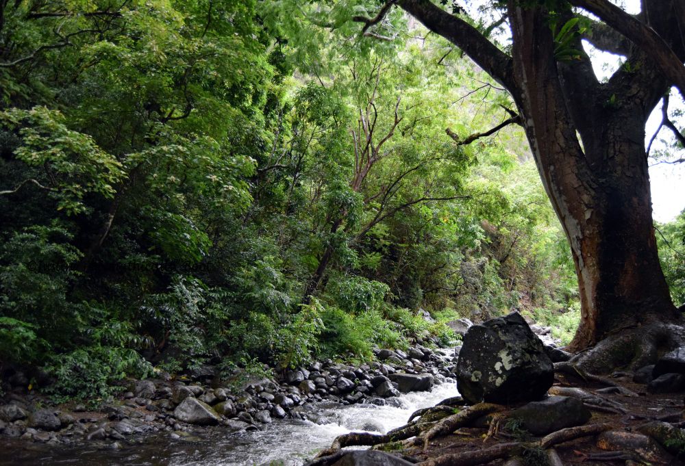 Landscape photo taken at a stream bank at Kepaniwai Park. The right side foreground is dominated by a tree in silhouette, with its roots snaking through the muddy ground beneath. The hill opposite the stream is covered in dense foliage, and it's in a natural, rich green hue. The shadowy foreground gives way to the highlights of sunlight glaring through the departing rain clouds.