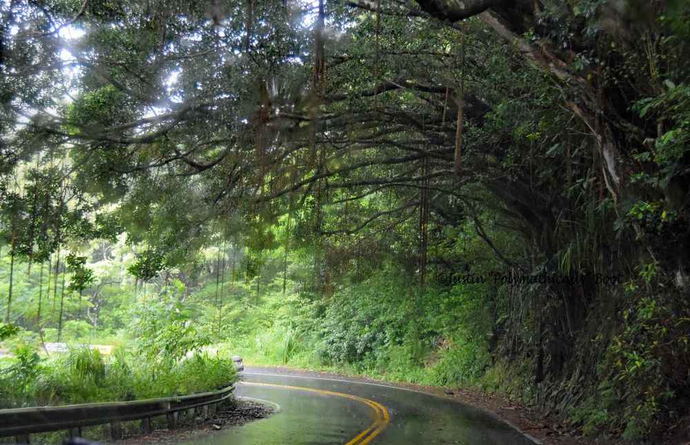 Photo taken on The Road To Hana. The narrow road bends from the center to the left; the pavement is slick and reflective from the recent rain. A dense canopy of trees branches follows the curve. Everything is in a natural, rich green hue.