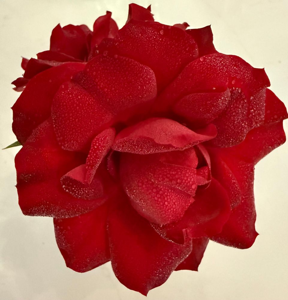 Comment image