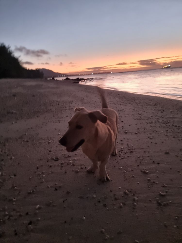 Chicken Sausage, a short haired beige dog with short legs