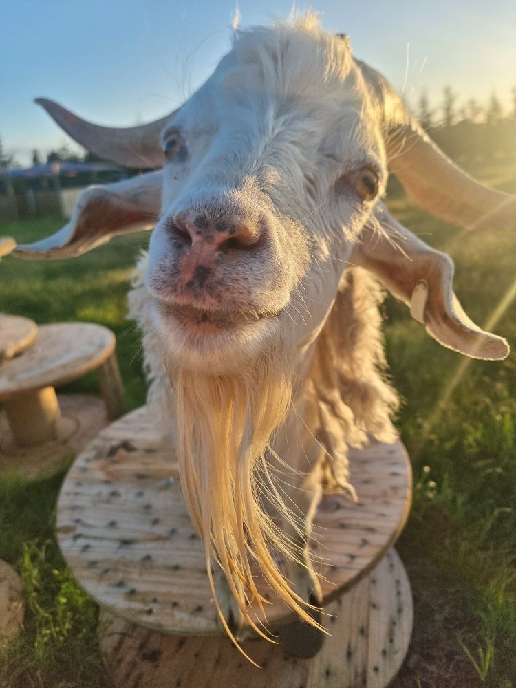 A close up of Arthur, a white waipu goat