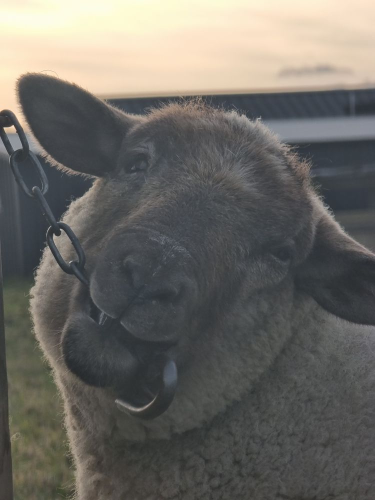 A Suffolk sheep chewing on a gate chain. She is very cute