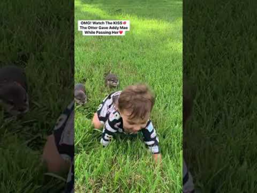 Is This The CUTEST OTTER Video Ever?