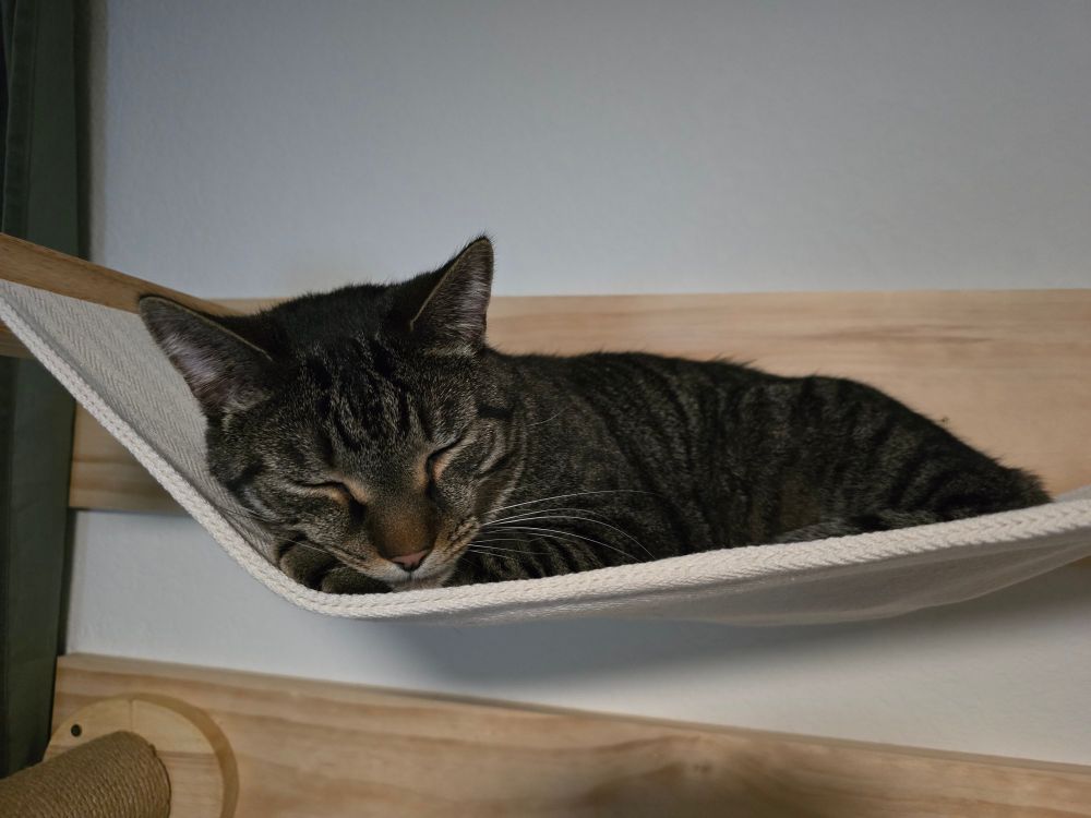 Ollie sleeping in the hammock 
