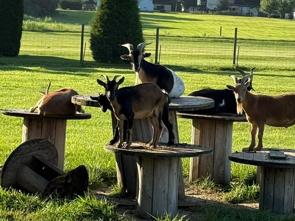 A group of goats is standing and resting on large wooden cable spools in a sunny, grassy outdoor field. Some goats are standing atop the spools, while others are lying down or standing nearby. A wooden spool lies on its side in the grass. There is a fenced pasture and trees in the background under clear daylight.