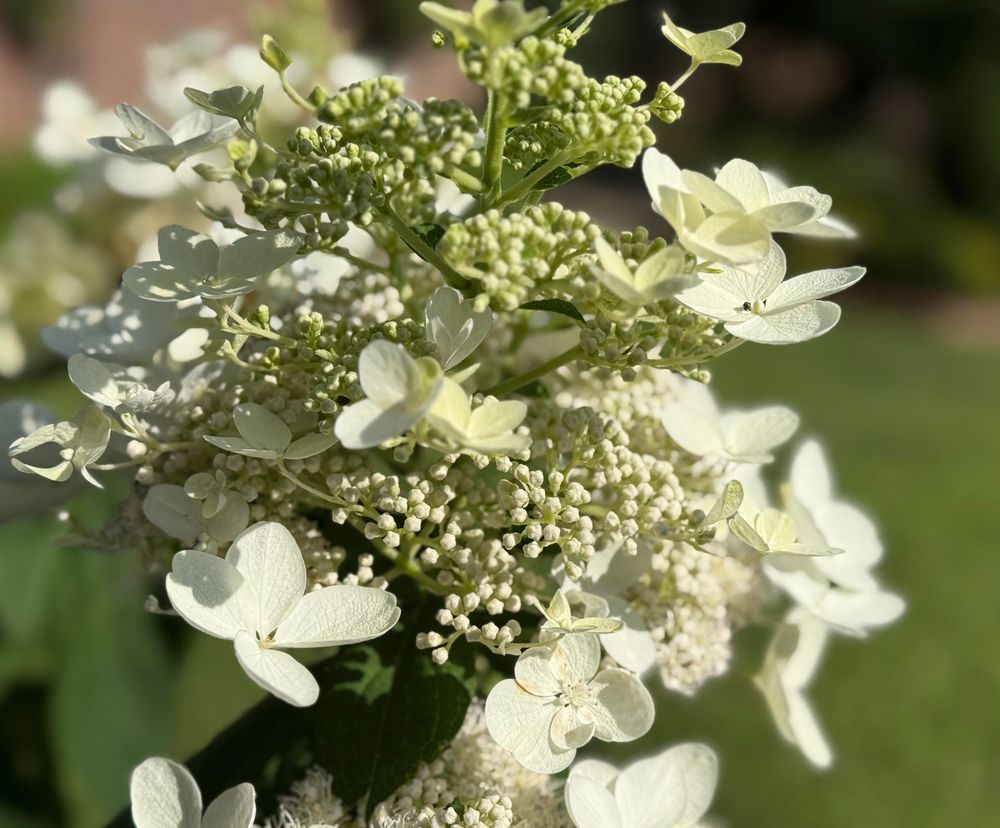 Close-up view of a blooming panicle hydrangea (Hydrangea paniculata) flower cluster. The image shows numerous delicate, white petals and small, round, greenish buds, with soft sunlight illuminating the flowers. The background is softly blurred with shades of green.
