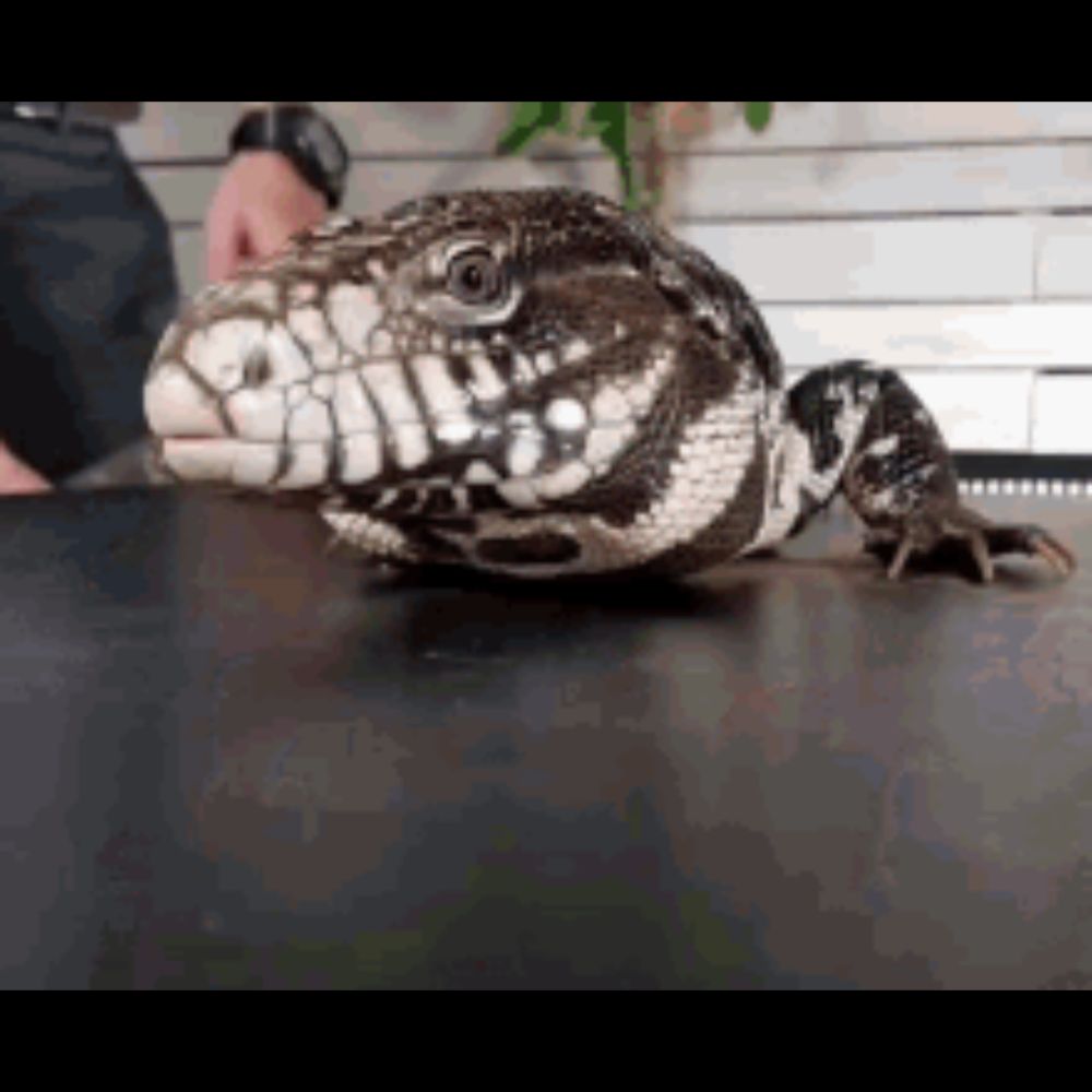 Tegu Pet GIF - Tegu Pet Grab - Discover & Share GIFs