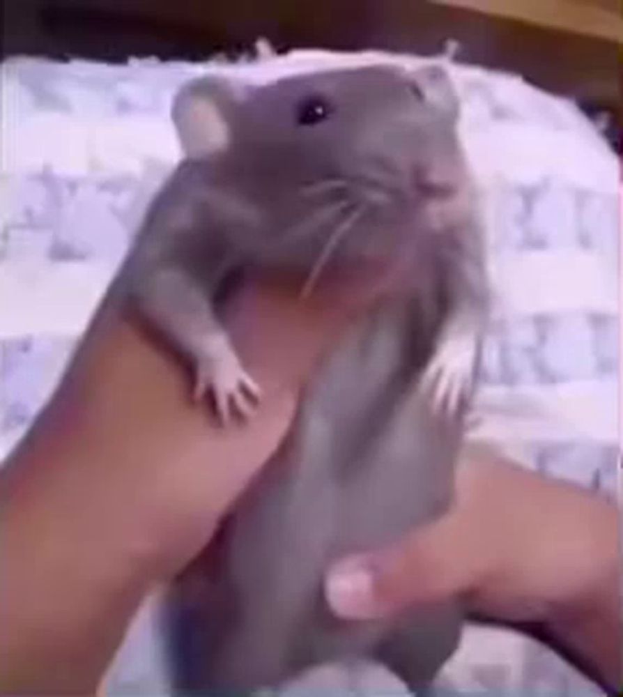 a person is holding a gray hamster in their hand .