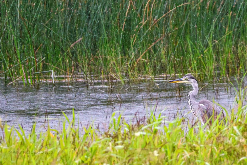 A juvenile Heron sits on the riverbank, watching the photographer,behind tall grasses in heavy rain. At the other side of the channel of water is a wall of dark green reeds