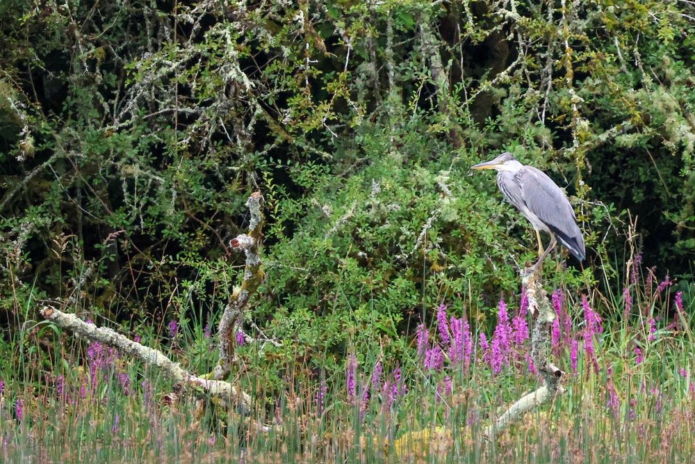 A grey Heron perched on a dead branch sticking out of the forest at the edge of the lake. 
