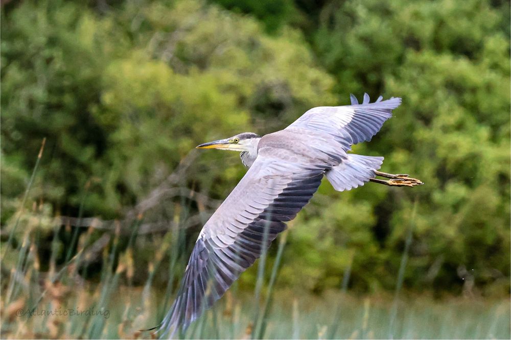 A grey Heron in flight takes up the foreground with a scattering of reeds in front of it. The background is a wall of foliage 