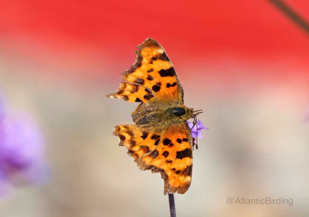 A comma butterfly, filling the flower head of a vervain with a red background