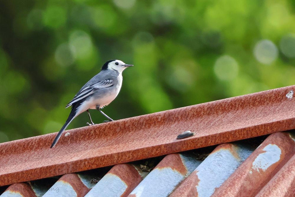 A White Wagtail perched on on top of a corrugated steel roof. The roof is red with rust and the bird is looking away from the camera, tilted slightly towards it. The sun is shining on the front of the bird. The background is out of focus vegetation 
