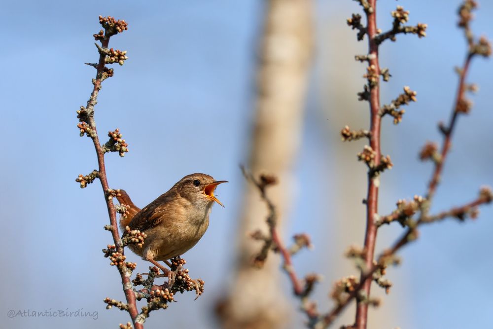 A Wren perched on a bare branch partly facing the camera, singing. The background is largely blue sky 