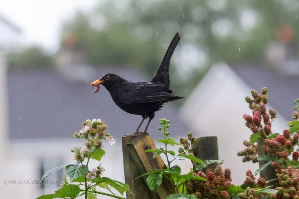 A male Blackbird in side profile, perched on a post above a blackberry bush with a worm in its mouth in the rain. 