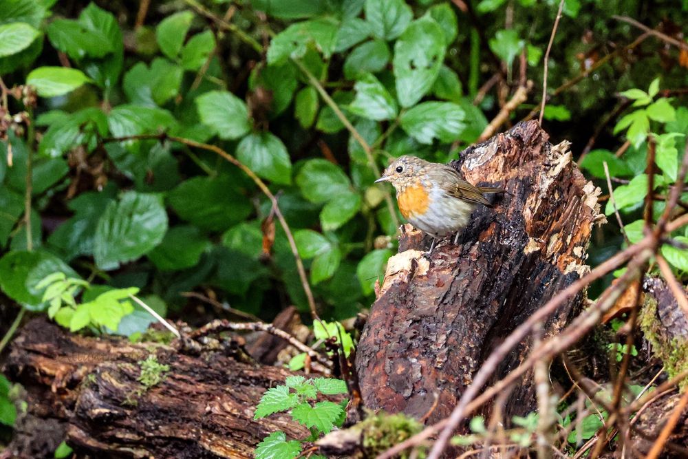 A fledgling Robin perched on a decaying log in the forest with a background of vegetation 