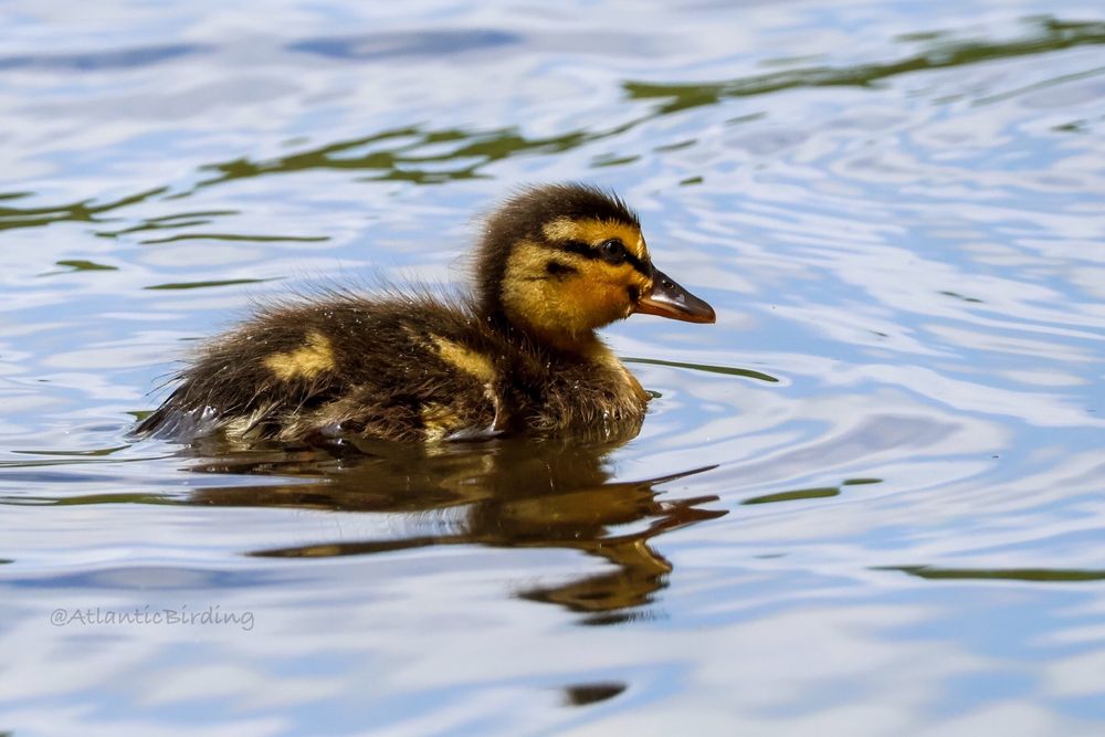 A Mallard duckling in side profile, swimming in water with a mirror like reflection 