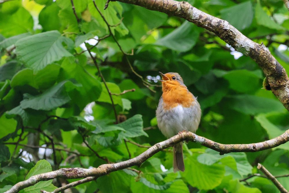 A Robin perched on an exposed branch in a clump of hazel, facing the camera but with head tilted to the left, singing 