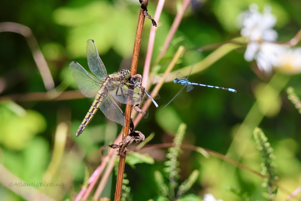 A Female Black-tailed Skimmer perched on a flower stem eating a Common Blue Damselfly while another Common Blue harasses it
