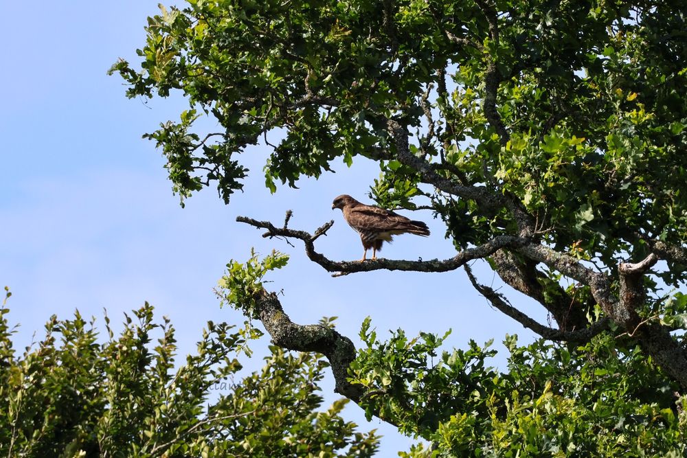 A Common Buzzard in side profile perched on a bare branch of an Oak tree, framed by the crown of the Oak