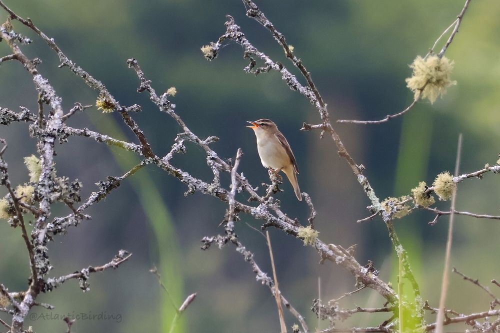 A sedge warbler in song, perched on dead, lichen covered branches with out of focus grass in the foreground 