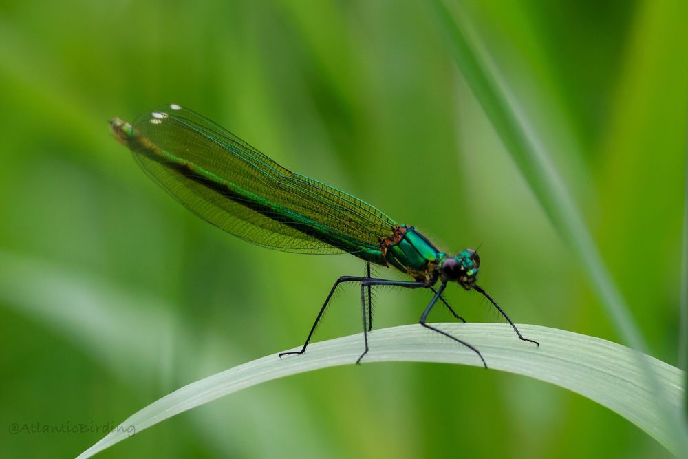 Female Banded Demoiselle perched on a leaf