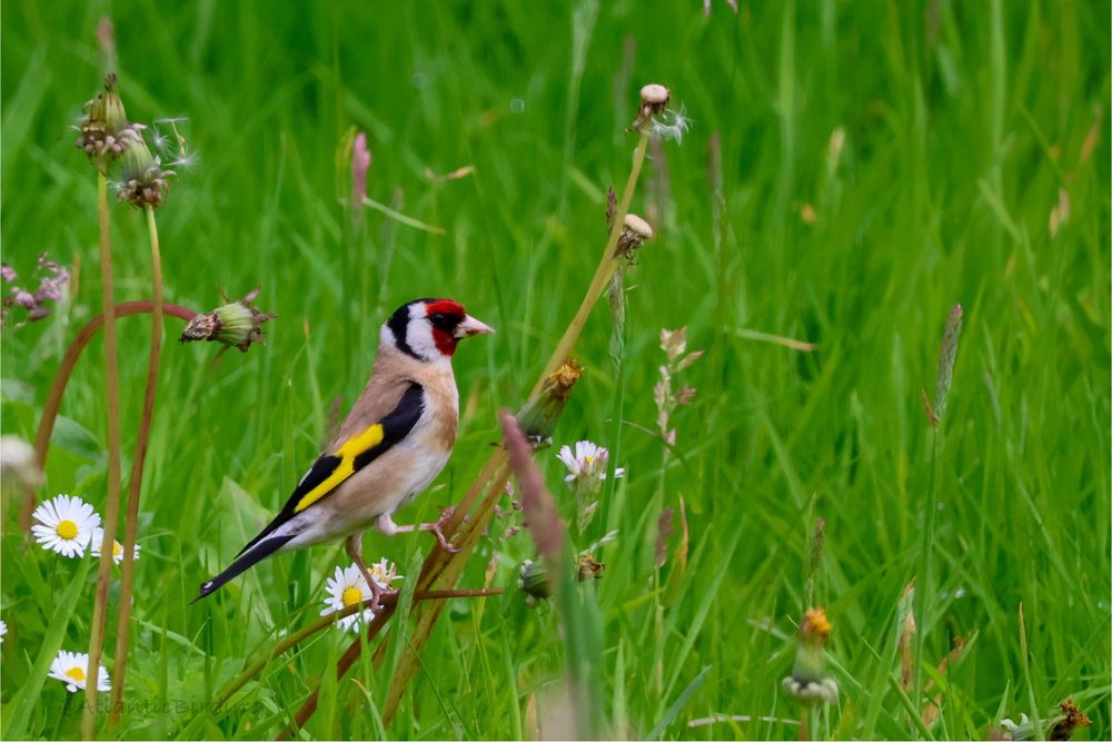 A goldfinch standing upright on a dandelion stem in an overgrown garden, the background is grass green peppered with daisies and dandelions. 
