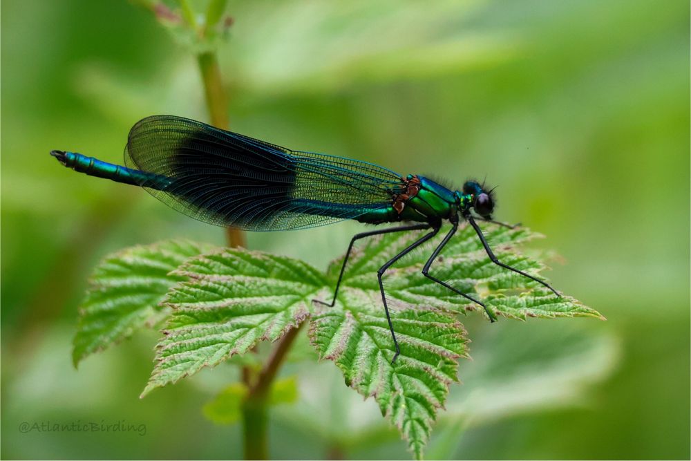 Male Banded Demoiselle resting on a leaf